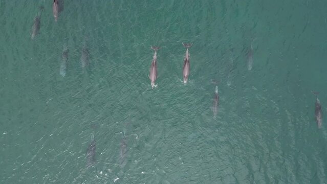 playful pod of dolphins aerial footage in Cortez sea, Baja California Sur Mexico