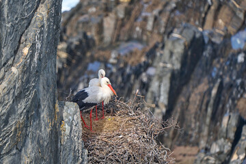 white stork, ciconia ciconia, nesting in a storks colony in the rocky cliffs of Cabo Raso at the...