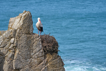 white stork, ciconia ciconia, nesting in a storks colony in the rocky cliffs of Cabo Raso at the western atlantic coast of Portugal, Europe - 782923713