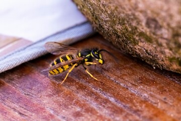 Closeup of a hornet, vespa standing on a wooden surface
