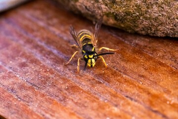 Closeup of a hornet, vespa standing on a wooden surface