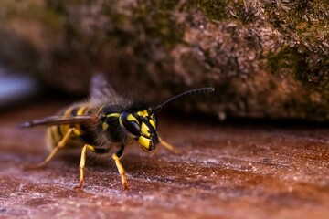 Closeup of a hornet, vespa standing on a wooden surface