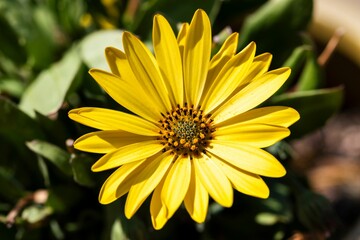 Closeup shot of a yellow flower with green leaves on a blurred background