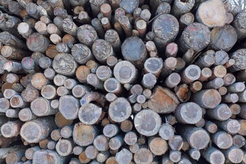Pile of logs in forest in winter.