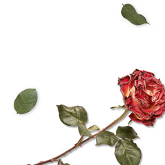 Red rose and green leaf template isolated on white, Transparent poster