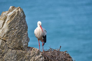 white stork, ciconia ciconia, nesting in a storks colony in the rocky cliffs of Cabo Raso at the western atlantic coast of Portugal, Europe - 782923914