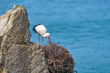 white stork, ciconia ciconia, nesting in a storks colony in the rocky cliffs of Cabo Raso at the western atlantic coast of Portugal, Europe - 782923930