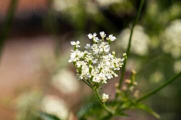 Closeup shot of a white flower plant
