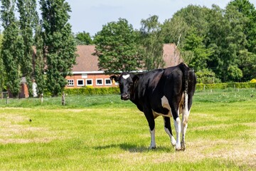 Black cow standing on the green meadows
