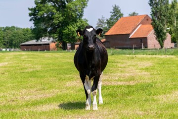 Black cow standing on the green meadows