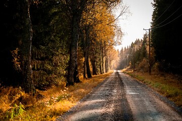 Landscape with an unpaved road between fields at sunset
