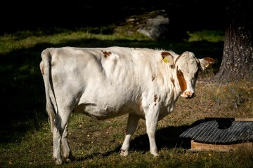 Beautiful view of a white and brown lovely cow in the forest looking at the camera
