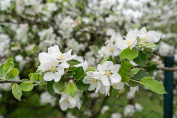 Beautiful apple tree blossoms close-up 