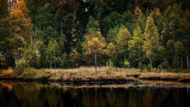 Beautiful view of a wonderful forest of fir trees in autumn near a water area