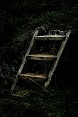 Old wooden ladder in a green forest