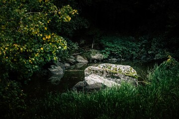 Beautiful landscape of mossy stones near the river in a dense green forest