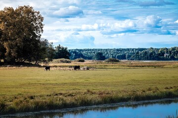 Fototapeta premium Beautiful scenery of two cows in the pasture behind a lake under cloudy sky