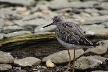 Closeup shot of Greater yellowlegs near the shore in Montreal