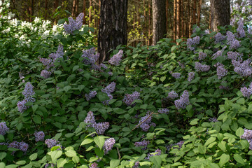 Fototapeta na wymiar Purple lilacs bloom in the woods. 