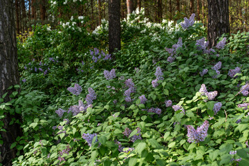 Purple lilacs bloom in the woods. 