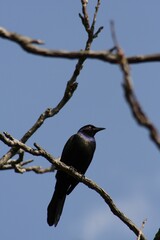Closeup shot of a Common Grackle perched on a branch in Toronto