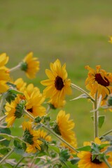 Closeup shot of the small yellow flowers in the garden