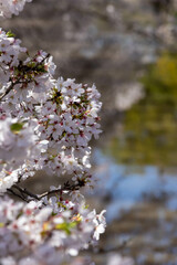 散り始めた満開の荒川運動公園通りの桜