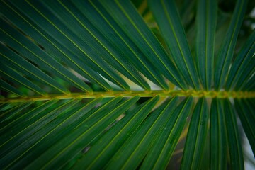 Closeup shot of palm leaves texture