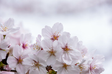 背景が満開の桜のクローズアップ