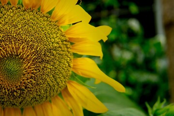 Closeup shot of a common sunflower blossoming in the garden