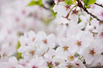 Fototapeta premium 背景が満開の桜のクローズアップ