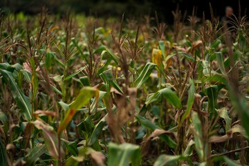 Big field of corn plants on the blurred background during the daytime