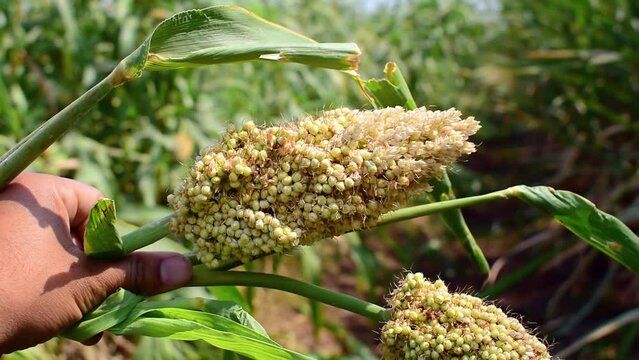 Jowar or Sorghum. Jowar grain Sorghum crop farm. Millet farm - Indian Agriculture