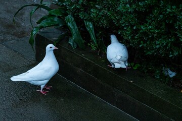 Closeup shot of two white Domestic pigeons