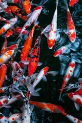 Vertical shot of nishikigoi fish