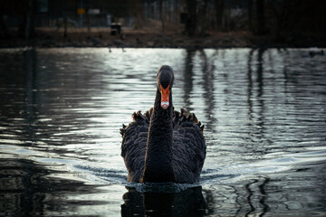 Beautiful black swan at the lake