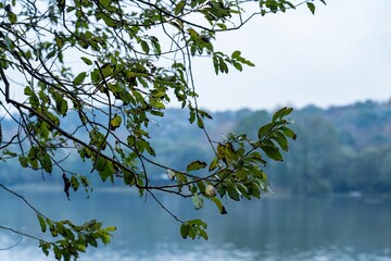Closeup of green leaves on the thin branches of a tree against a lake