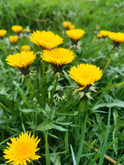 yellow dandelion flower