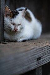 Vertical shot of a cute stray cat on a wooden dock outdoors with a dark blurry background