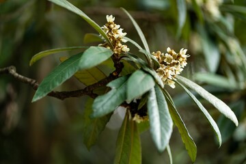 Closeup shot of the leaves of a loquat (Eriobotrya japonica) tree