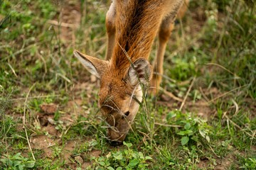 Closeup beautiful deer grazing in the field