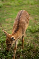 Vertical shot of a beautiful deer grazing in the field