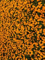 Vertical shot of a bright orange field of marigolds (Tagetes)