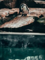Penguin looking at its reflection on the water inside the zoo