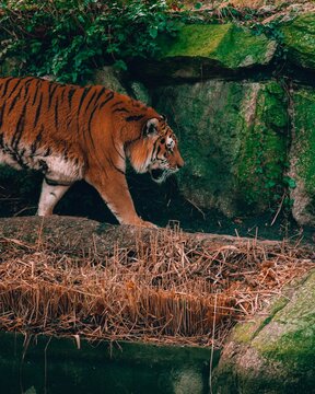 Tiger walking inside the zoo