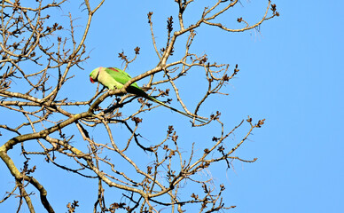 Obraz premium Rose-ringed parakeet perched on a tree