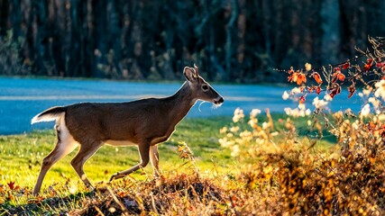 Closeup shot of a beautiful deer in the forest on a sunny day
