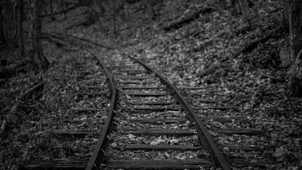 Grayscale selective focus of old railroad trackspassing through an autumn forest