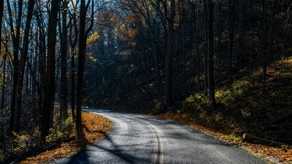 Autumn view of a road passing through tall trees in an autumn forest