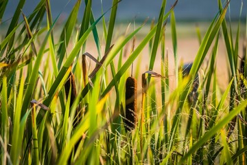 Fototapeta premium Cattail (Typha latifolia), tall marsh grasses in a wetland